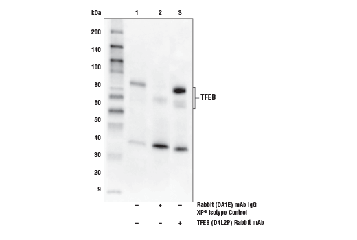 Immunoprecipitation Image 1: TFEB (D4L2P) Rabbit mAb