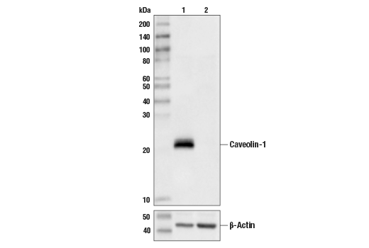Western Blotting Image 2: Caveolin-1 Antibody