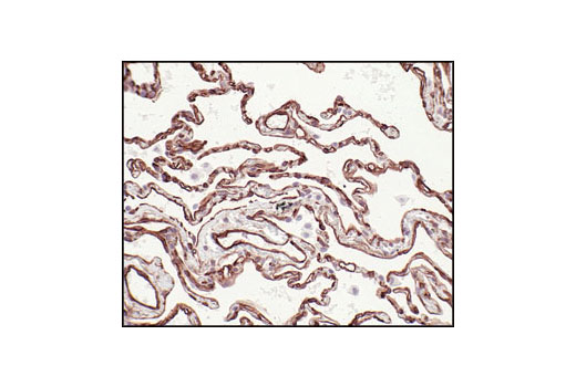 Immunohistochemistry Image 2: Caveolin-1 Antibody
