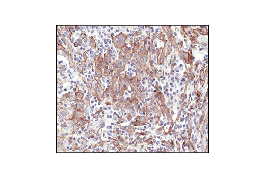 Immunohistochemistry Image 4: Caveolin-1 Antibody