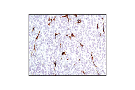 Immunohistochemistry Image 5: Caveolin-1 Antibody