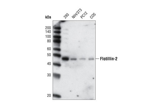 Western Blotting Image 1: Flotillin-2 (L294) Antibody