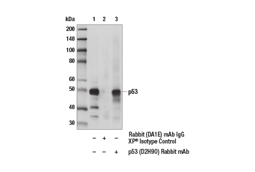 Immunoprecipitation Image 1: p53 (D2H9O) Rabbit mAb