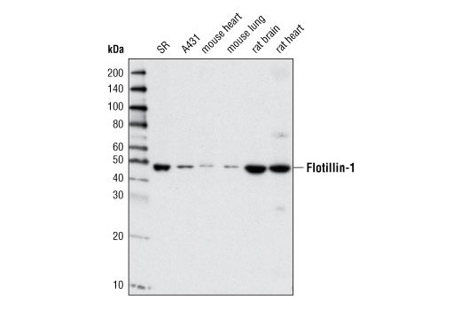 Western Blotting Image 1: Flotillin-1 Antibody