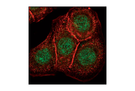 Immunofluorescence Image 1: CLK3 Antibody