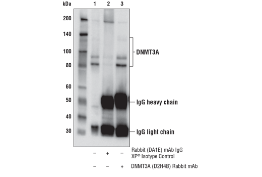 Immunoprecipitation Image 1: DNMT3A (D2H4B) Rabbit mAb