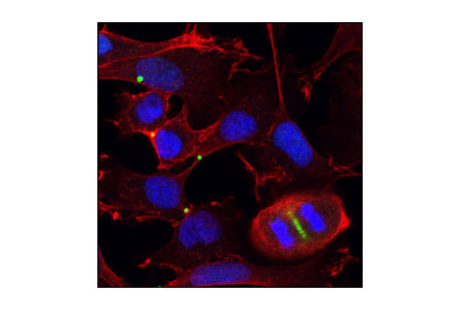 Immunofluorescence Image 1: PLK4 Antibody
