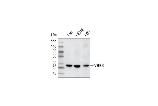 Western Blotting Image 1: VRK3 Antibody