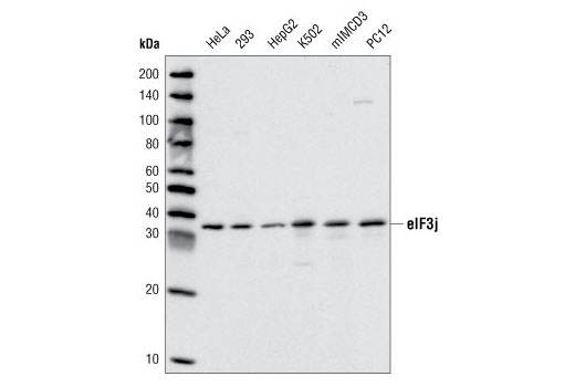 Western Blotting Image 1: eIF3J Antibody