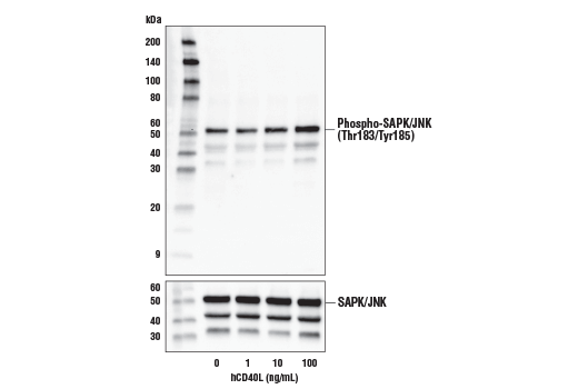  Image 3: Human CD40 Ligand (hCD40L) Recombinant Protein