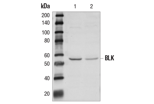 Western Blotting Image 1: BLK Antibody