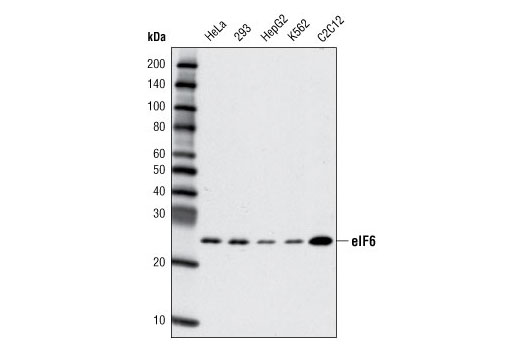 Western Blotting Image 1: eIF6 Antibody