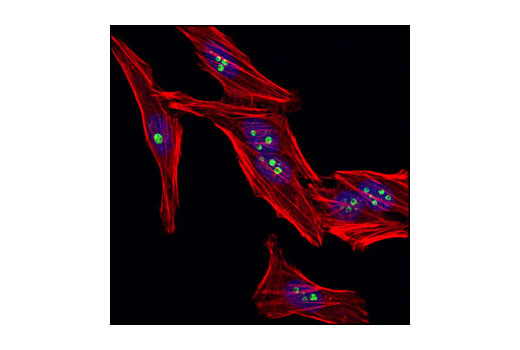 Immunofluorescence Image 1: eIF6 Antibody