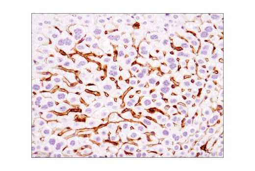 Immunohistochemistry Image 2: VCAM-1 (D2T4N) Rabbit mAb