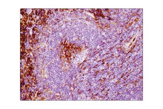 Immunohistochemistry Image 3: VCAM-1 (D2T4N) Rabbit mAb
