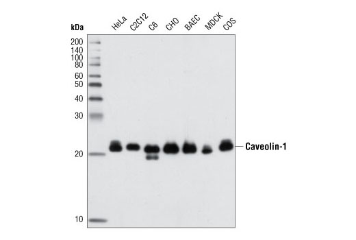 Western Blotting Image 1: Caveolin-1 (D46G3) XP® Rabbit mAb