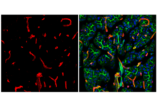 Immunofluorescence Image 1: Caveolin-1 (D46G3) XP® Rabbit mAb