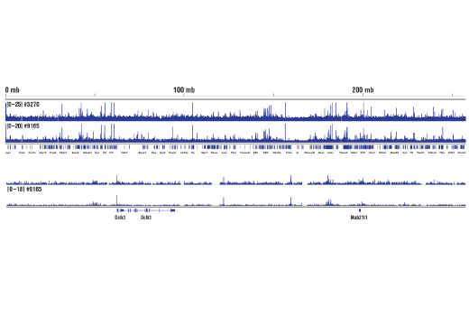Chromatin Immunoprecipitation Image 2: Phospho-c-Jun (Ser73) (D47G9) XP® Rabbit mAb