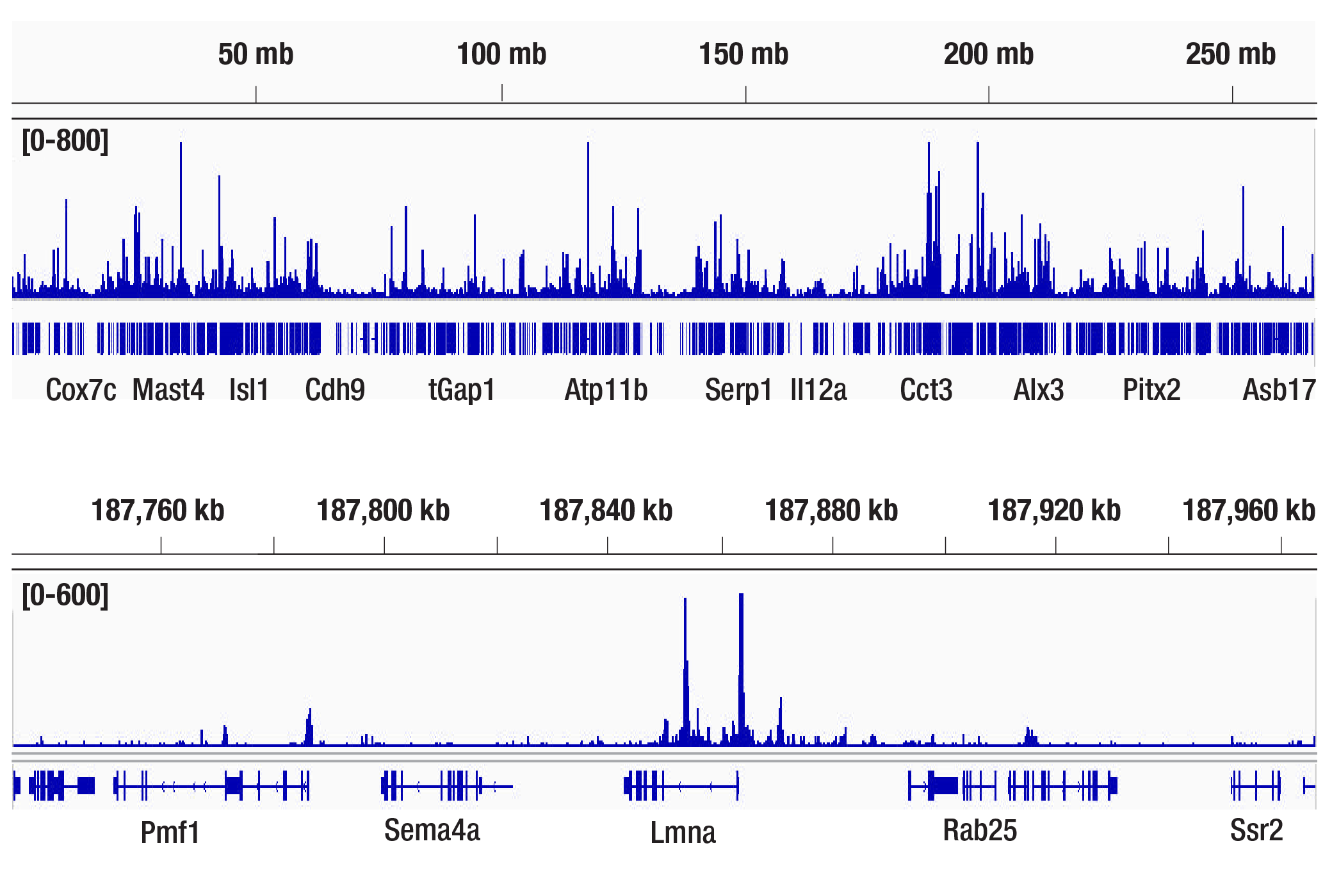 CUT & Tag Image 1: Phospho-c-Jun (Ser73) (D47G9) Rabbit Monoclonal Antibody