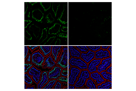 Immunofluorescence Image 1: Phospho-c-Jun (Ser73) (D47G9) XP® Rabbit mAb