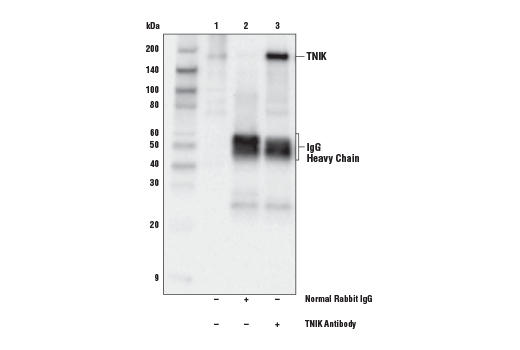 Immunoprecipitation Image 1: TNIK Antibody
