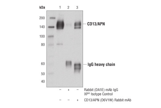 Immunoprecipitation Image 1: CD13/APN (D6V1W) Rabbit mAb