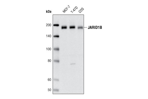 Western Blotting Image 1: JARID1B Antibody