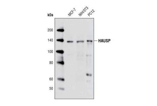 Western Blotting Image 1: HAUSP Antibody