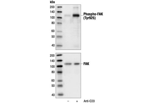 Western Blotting Image 1: Phospho-FAK (Tyr925) Antibody