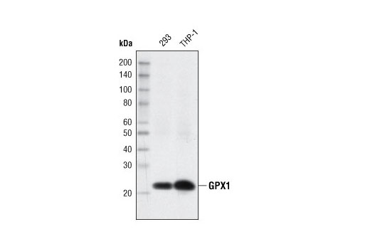  Image 6: Redox Homeostasis and Signaling Antibody Sampler Kit