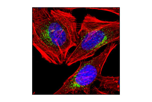Immunofluorescence Image 4: EEA1 (C45B10) Rabbit mAb