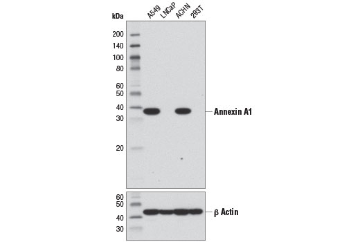 Western Blotting Image 1: Annexin A1 (D5V2T) XP® Rabbit mAb (BSA and Azide Free)
