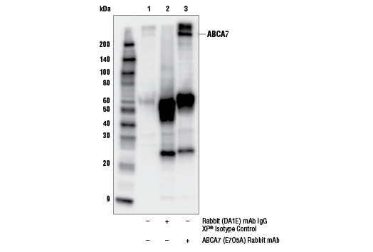 Immunoprecipitation Image 1: ABCA7 (E7O5A) Rabbit mAb