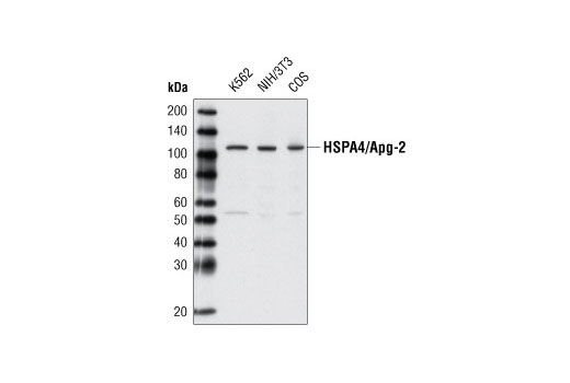 Western Blotting Image 1: HSPA4/Apg-2 Antibody