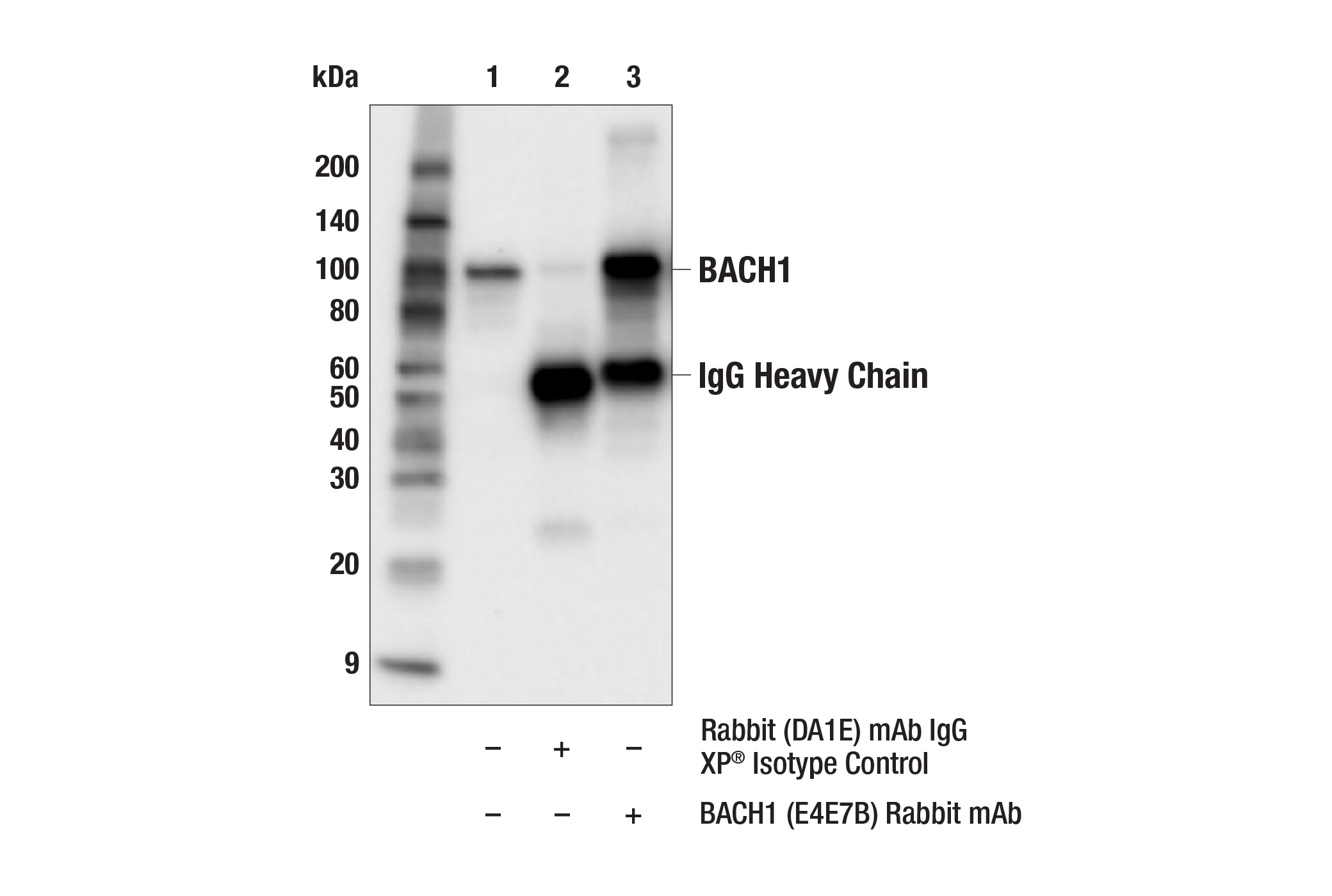 Immunoprecipitation Image 1: BACH1 (E4E7B) Rabbit mAb