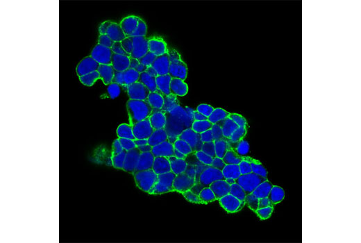 Immunofluorescence Image 1: c-Kit (Ab81) Mouse mAb