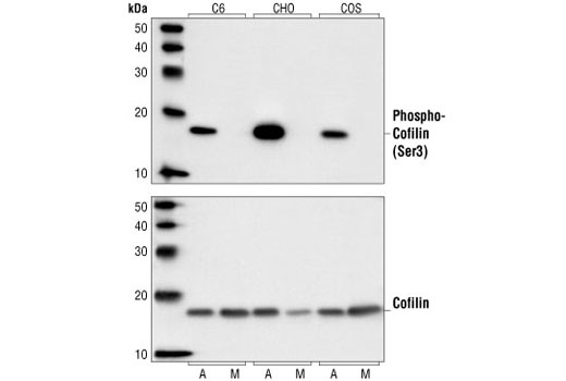 Western Blotting Image 2: Phospho-Cofilin (Ser3) Antibody