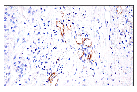 Immunohistochemistry Image 5: VE-Cadherin (E6N7A) Rabbit mAb (BSA and Azide Free)