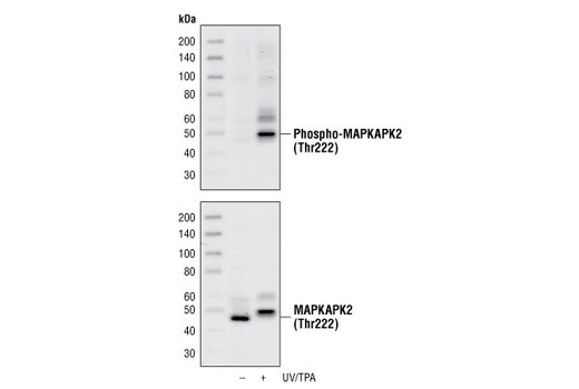  Image 3: MAPKAPK-2 Antibody Sampler Kit