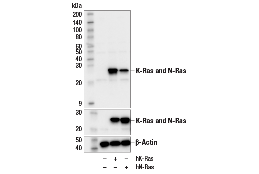 Western Blotting Image 1: K-Ras Antibody