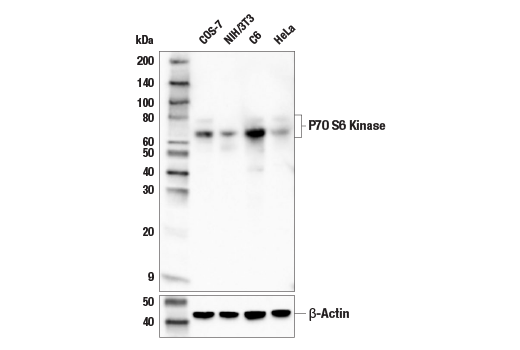 Western Blotting Image 2: p70 S6 Kinase (E8K6T) Rabbit Monoclonal Antibody (BSA and Azide Free)