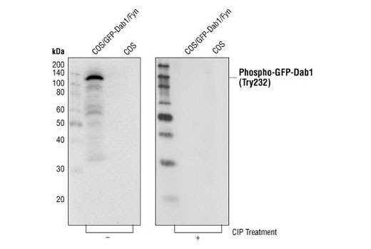 Western Blotting Image 1: Phospho-Dab1 (Tyr232) Antibody