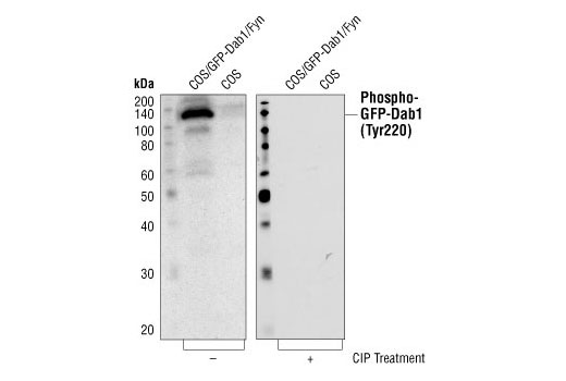 Western Blotting Image 1: Phospho-Dab1 (Tyr220) Antibody