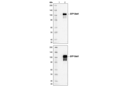 Western Blotting Image 1: Dab1 Antibody