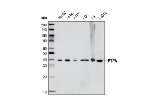 Western Blotting Image 1: PTPA/PPP2R4 Antibody