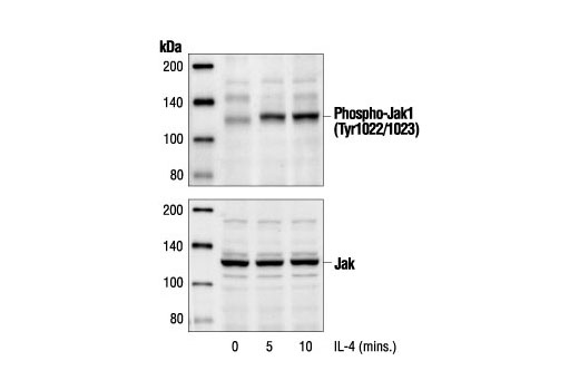 Western Blotting Image 1: Phospho-Jak1 (Tyr1034/1035) Antibody