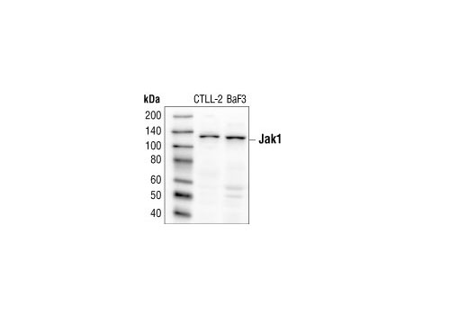Western Blotting Image 1: Jak1 Antibody