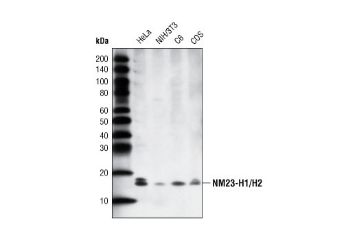 Western Blotting Image 1: NME1/NDKA (G19) Antibody