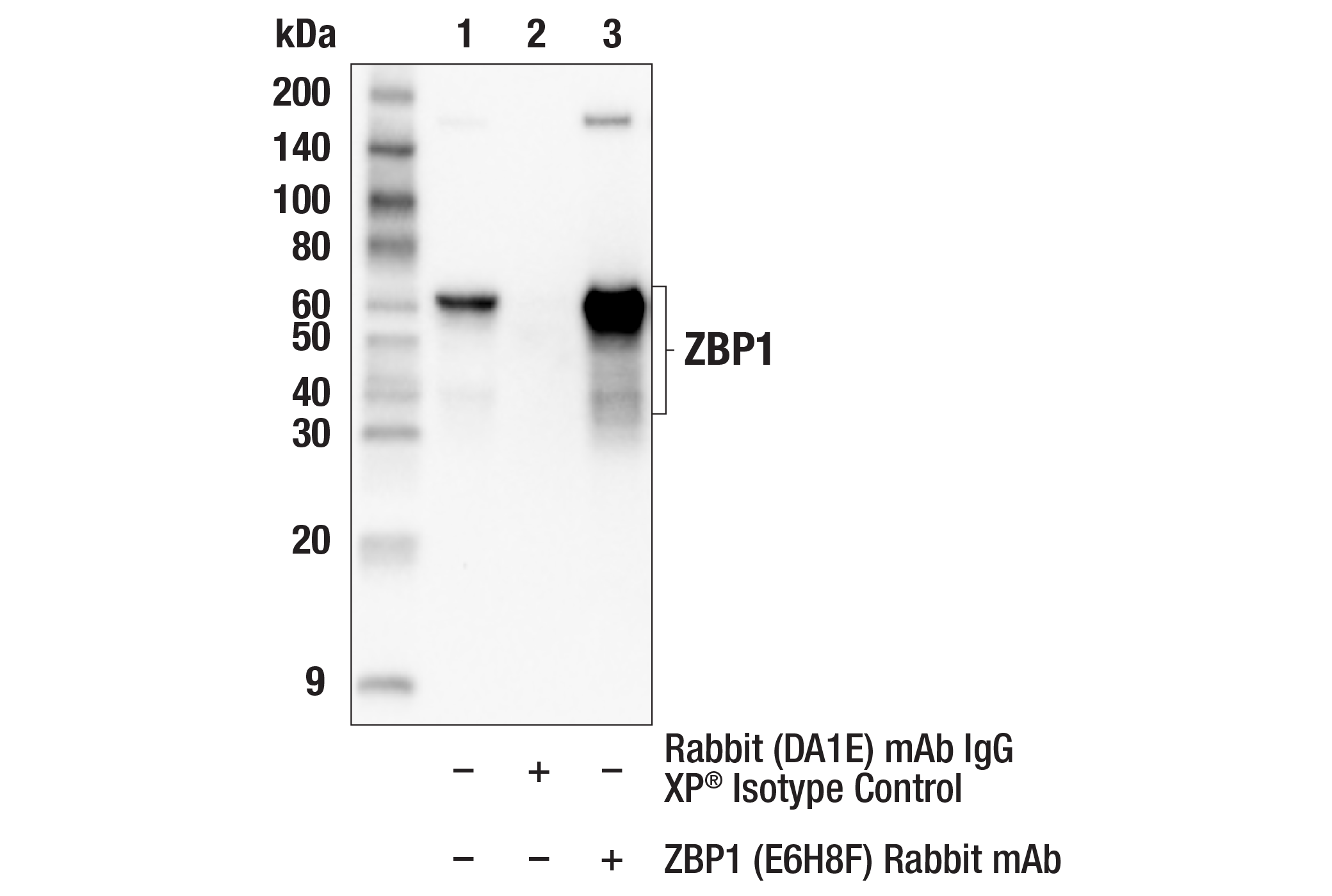 Immunoprecipitation Image 1: ZBP1 (E6H8F) Rabbit mAb