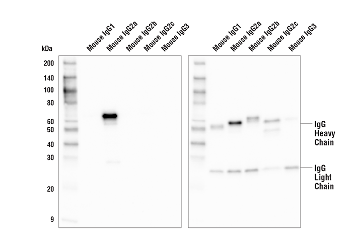 Western Blotting Image 1: Goat Anti-Mouse IgG2a, Fc gamma Specific Antibody (HRP Conjugate)